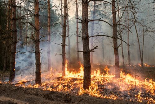 Deadline for Federal Wildfire Aid Application for Camp Fire Survivors is Friday (02/15/19)