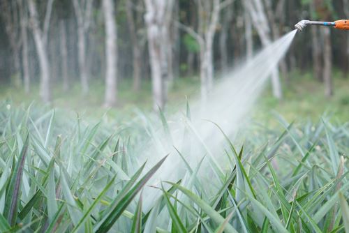 Roundup Exposure: Are You At Risk?