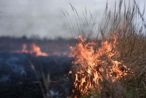 Update on Status of Camp Fire Cases